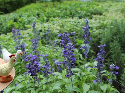 夏天的香料記憶 鼠尾草庭園廚房兩相宜