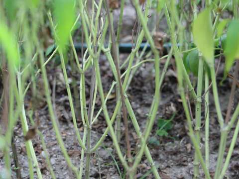 夏天的香料記憶 鼠尾草庭園廚房兩相宜