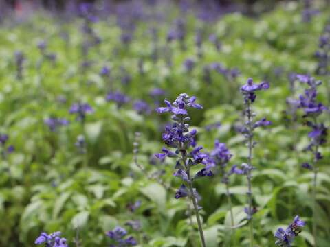 夏天的香料記憶 鼠尾草庭園廚房兩相宜