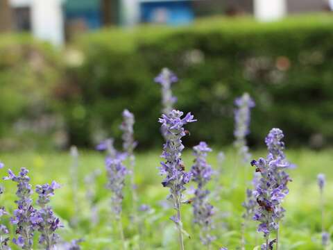 夏天的香料記憶 鼠尾草庭園廚房兩相宜