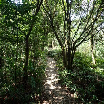 步道多維持原始土徑，林蔭茂密
