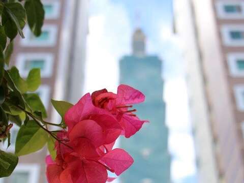 九重葛的花語，「熱情」充滿活力