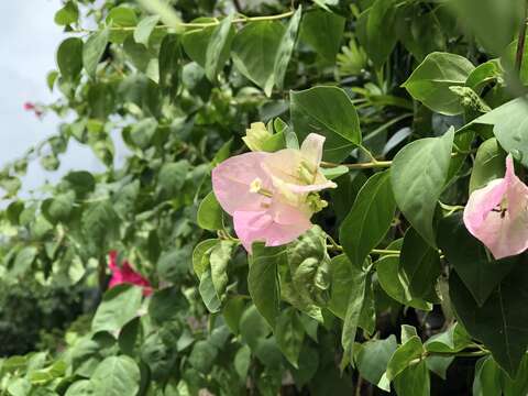 九重葛為紫茉莉科，別名南美紫茉莉、刺仔花、洋紫茉莉