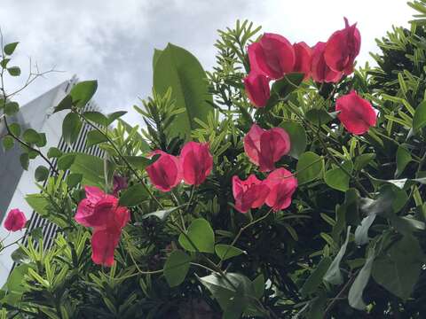 其花姿自下而上，層次繁多，花團錦簇，故名「九重葛」