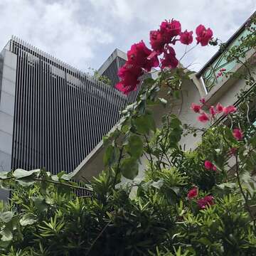 街頭上常見的九重葛色彩繽紛，給人不一樣的感受