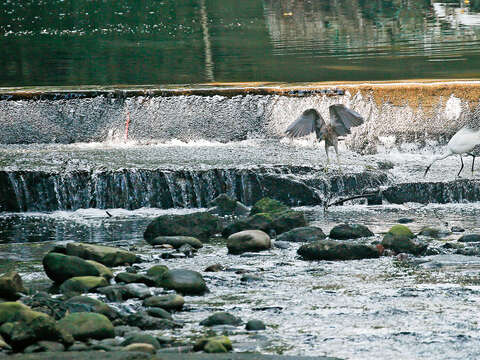 新店溪一帶的生態保存小有成就，已吸引白鷺鷥在溪邊駐足。（圖／鏡周刊提供）