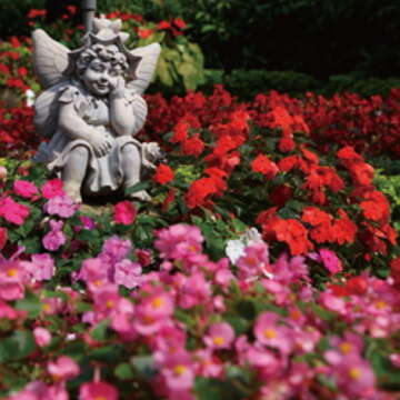 我家門前有花園。（王能祐攝）