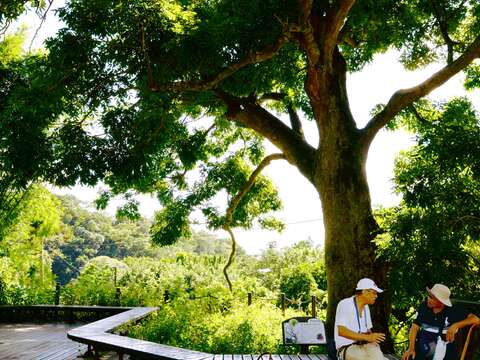 Enjoy Midsummer Music under the Tree at Beitou’s Hushan Borough