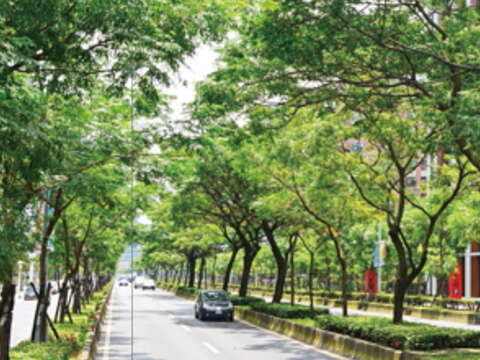 林蔭大道，花與樹(圖／台北市政府工務局公園路燈工程管理處提供)