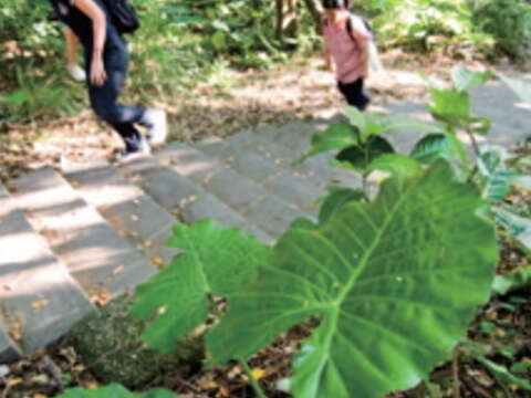 台北畫刊559期—親山步道尋芳蹤