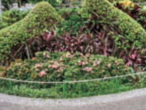 我家門前有花園（廖碩文攝）