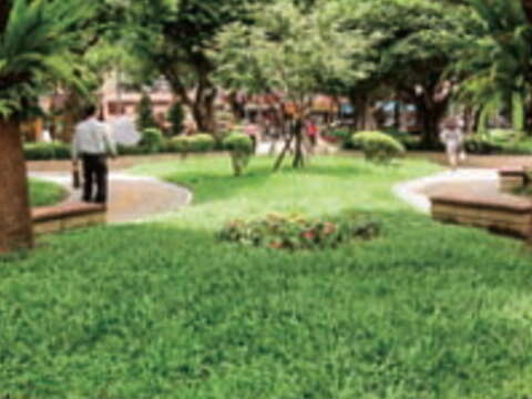 一江公園綠樹成蔭，火鶴花熱情綻放，有如都市綠洲。（廖碩文攝）