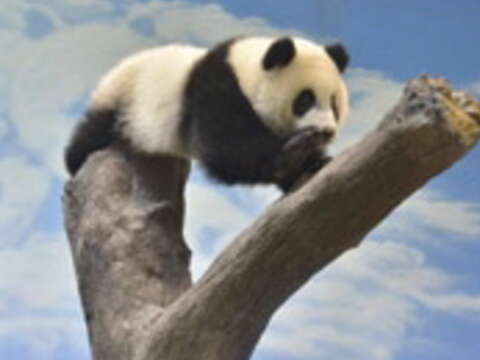 動物寶寶寫真 另類動漫角色 動物園現身