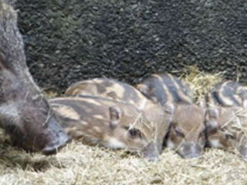 動物寶寶寫真 另類動漫角色 動物園現身