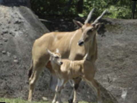 動物寶寶寫真 另類動漫角色 動物園現身