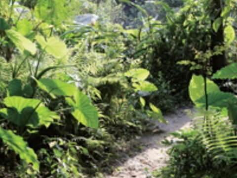 富陽自然生態公園如森林般擁有獨特、豐富、多樣的生物風貌，簡直是臺北盆地動植物活圖鑑。（楊智仁攝）