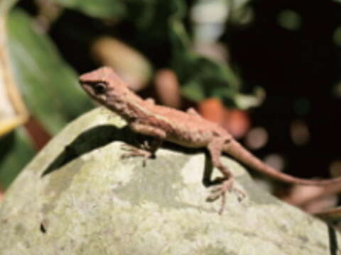 斯文豪氏攀木蜥蜴趴附在石頭上，慵懶地曬著太陽。（楊智仁攝）