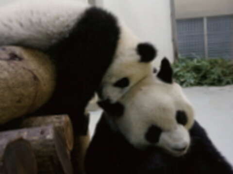 動物寶寶寫真,春日寶寶誕生。(圖/臺北巿立動物園提供)