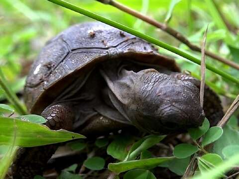 亞達伯拉象龜寶寶晒太陽，預防軟殼症的發生
