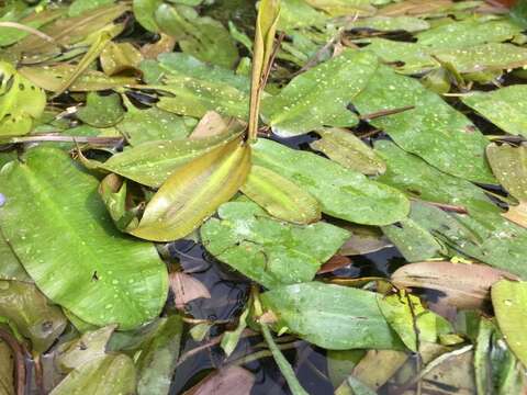 眼子菜