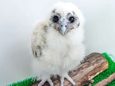 動物園夜間延長開放~觀察「夜貓子」絕佳時機！