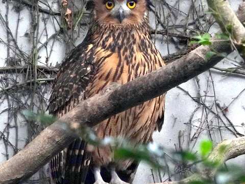 動物園夜間延長開放~觀察「夜貓子」絕佳時機！