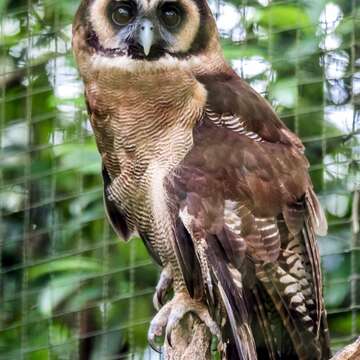 動物園夜間延長開放~觀察「夜貓子」絕佳時機！