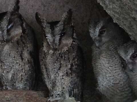 動物園夜間延長開放~觀察「夜貓子」絕佳時機！