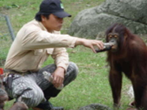在動物園服務17年，陳屹彪照顧過紅毛猩猩等動物。（圖／陳屹彪提供）