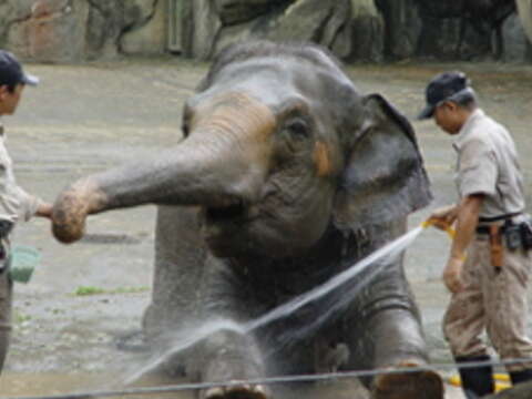 照顧過林旺、馬蘭的陳屹彪（左一），深深地被亞洲象的靈性所觸動。（圖／陳屹彪提供）