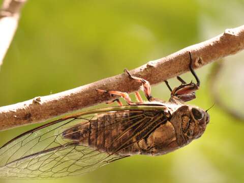 關渡夏蟬，認識蟬的習性、種類，進行戶外觀察並使用分貝機聽蟬叫的分貝數。