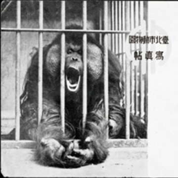 紅毛猩猩一郎君在日據時期相當稀有，榮登動物園寫真帖的封面動物。(圖／臺北市立動物園提供)