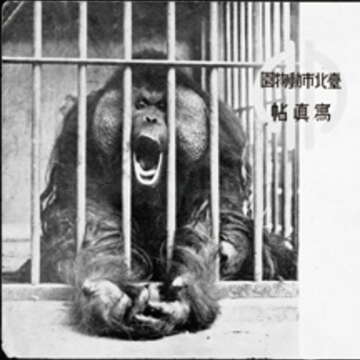 紅毛猩猩一郎君在日據時期相當稀有,榮登動物園寫真帖的封面動物。(圖/臺北市立動物園提供)