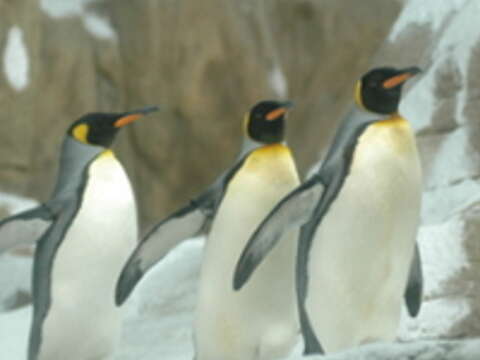 國王企鵝來臺，左搖右擺的姿態讓參觀人次不斷攀升。（王能佑攝）