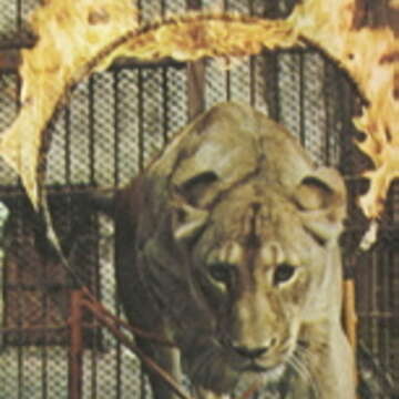 動物表演風行近30年，圖為獅子跳火圈。（本刊資料照）
