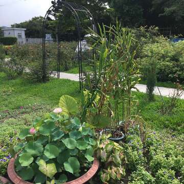 PSLO Sets up New Aquatic Plant Zone at Taipei Expo Park