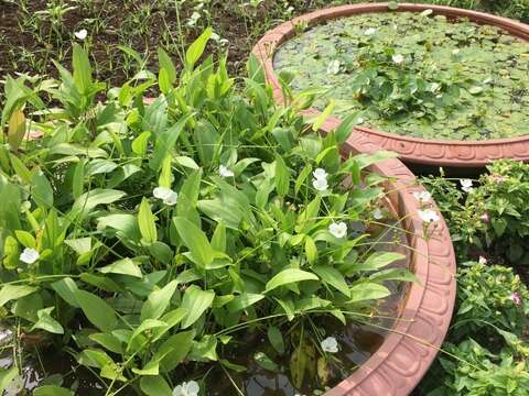 PSLO Sets up New Aquatic Plant Zone at Taipei Expo Park