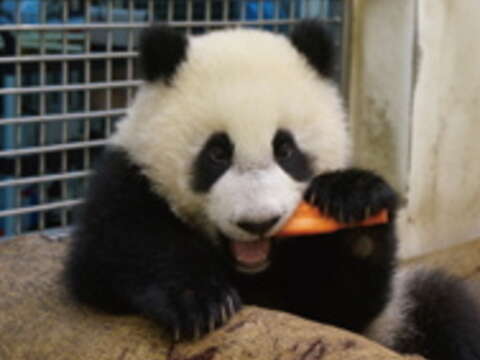 動物寶寶寫真珍惜臺灣動物寶寶HAPPY BIRTHDAY！(圖／臺北巿立動物園提供)