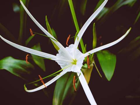 石蒜科的蜘蛛百合是常見的園藝植栽，別名蛛蜘蘭、螃蟹蘭、螯螫水仙、蟹爪仙人掌等