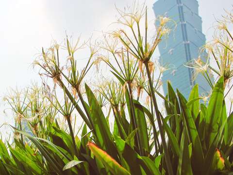 造型特殊，種在花園裡不僅漂亮又容易管理，許多公園都有種植，大家可以隨時找找看它的身影