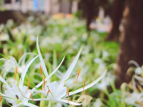 適宜植於日照充足而溫暖處