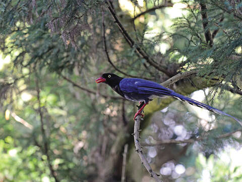 在陽明山上有機會可以看到貴為台灣特有種的「台灣藍鵲」。（攝影／李智為）