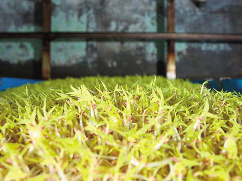 種植豆芽菜需要控制溫度、溼度、水質,並避免陽光照射。(攝影/陳毅偉)