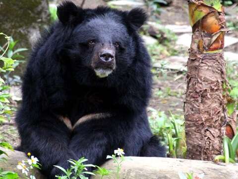 臺灣黑熊「小熊」已經29歲了，還是老當益壯！