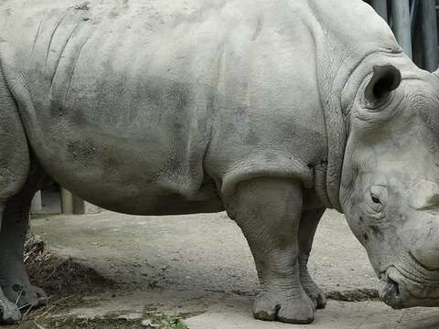 歡迎大家常到非洲動物區拜訪白犀牛奶奶「犀慧」