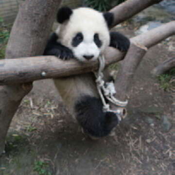 爬樹登高　大貓熊圓仔愛玩耍（圖／臺北巿立動物園提供）