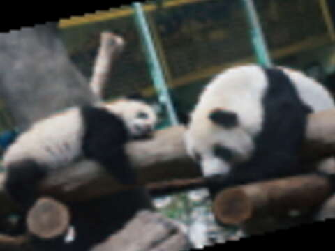 爬樹登高　大貓熊圓仔愛玩耍（圖／臺北巿立動物園提供）