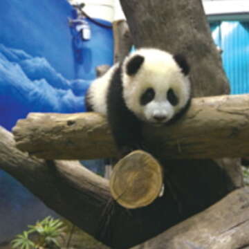 大貓熊（圖／臺北巿立動物園提供）