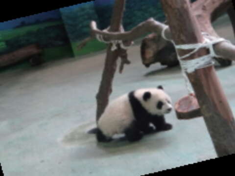大貓熊（圖／臺北巿立動物園提供）