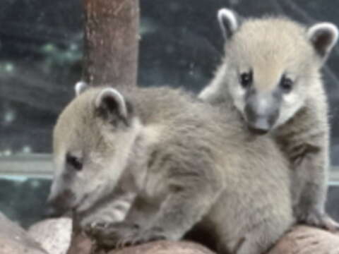 長鼻浣熊（圖／臺北巿立動物園提供）